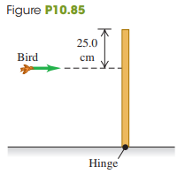 A 500.0-g bird is flying horizontally at 2.25 m/s, not paying much attention, when it suddenly flies into a stationary vertical bar, hitting it 25.0 cm below the top (Fig. P10.85). The bar is uniform, 0.750 m long, has a mass of 1.50 kg, and is hinged at its base. The collision stuns the bird so that it just drops to the ground afterward (but soon recovers to fly happily away). What is the angular velocity of the bar
(a) just after it is hit by the bird and
(b) just as it reaches the ground?
Fig. P10.85: