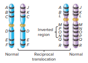 A chromosome that was involved in a reciprocal translocation also has an inversion. In addition, the cell contains two normal chromosomes.
Make a drawing that shows how these chromosomes will pair during metaphase of meiosis I.