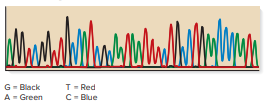 A sample of DNA was subjected to automated DNA sequencing and the output is shown here.
What is the sequence of this DNA segment?
