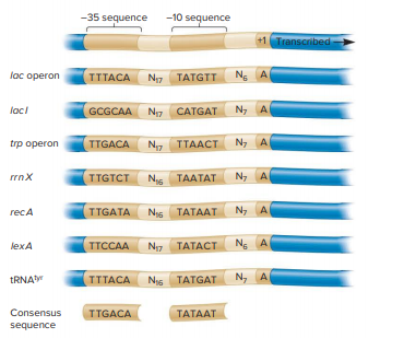 According to the examples shown in Figure 12.5, which positions of the −35 sequence (i.e., first, second, third, fourth, fifth, or sixth) are more tolerant of changes? Do you think these positions play a more or less important role in the binding of σ factor? Explain why.
From Figure 12.5: