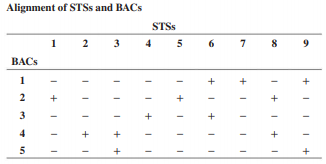 An experimenter used primers that recognize nine different STSs to test their presence in five different BACs. The results are shown here.
Draw a contig that maps the alignment of the five BACs.