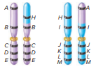 An individual has the following reciprocal translocation:
What would be the outcome of alternate segregation and of adjacent-1 segregation?