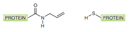 Consider the following radical process, called a thiol-ene coupling reaction, in which an alkene is treated with a thiol (RSH) in the presence of a radical initiator:
a. Draw a plausible mechanism for this process, showing the initiation and propagation steps.
b. Biochemists have become increasingly interested in using organic reactions to modify proteins (Chapter 25) and study their behavior. The thiol-ene coupling reaction has recently been used to couple proteins together in an effort to elucidate the function of specific enzymes. Predict the product that is expected when the following proteins undergo a thiol-ene coupling reaction: