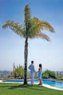 Estimating Heights If the height of the woman in the photo is 62 in. tall, estimate the height of the tree.