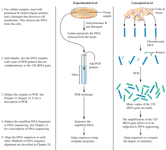 From the results of the experiment of Figure 29.13, explain how we know that the kiwis are more closely related to the emu and cassowary than to the moas. Cite particular regions in the sequences that support your answer.
From Figure 29.13: