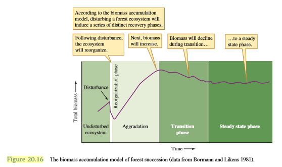 How are the biomass accumulation model of Bormann and Likens (see fig. 20.16) and Grimm’s observations of changes in nitrogen retention during succession in Sycamore Creek similar?
Figure 20.16: