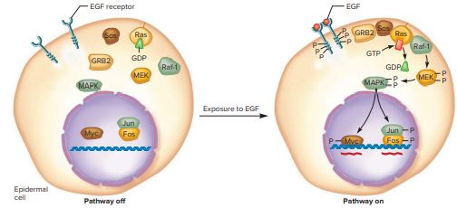 How would a mutation that prevents the Ras protein from hydrolyzing GTP affect the cell-signaling pathway in Figure 25.11?
From Figure 25.11: