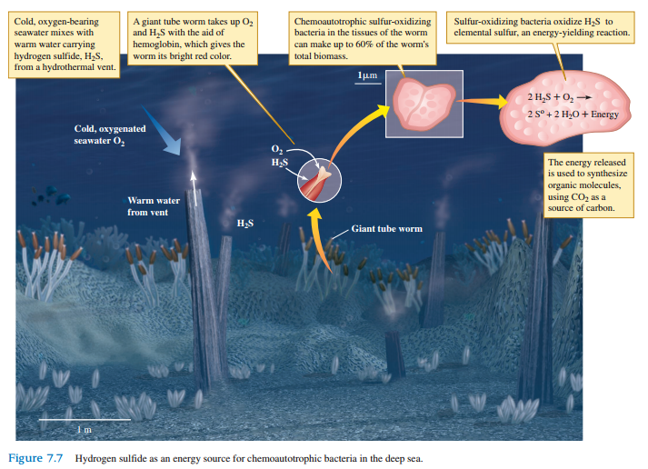 In general, what must be true of the chemical energy of the products of chemosynthesis compared to that of the reactants, for instance, the chemical energy of the product S0 (elemental sulfur) versus that of the reactant H 2 S shown in figure 7.7 ?
Figure 7.7: