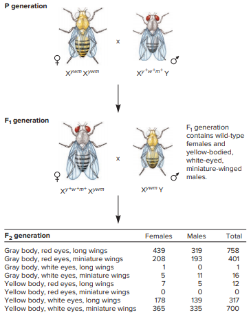 In Morgan’s three-factor crosses of Figure 6.3, he realized that crossing over was more frequent between the eye color and wing length genes than between the body color and eye color genes. Explain how he determined this.
From Figure 6.3: