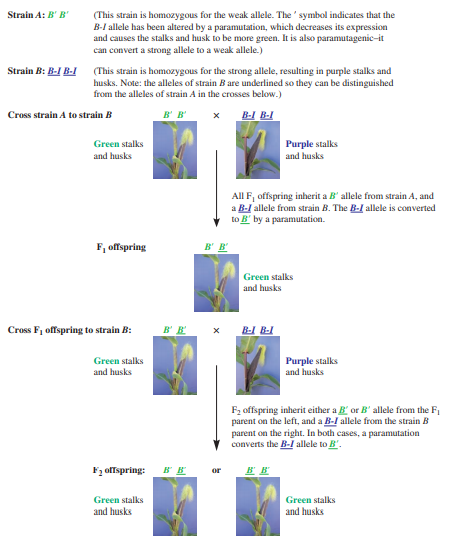 Look back at Figure 16.7. If you crossed an F2 offspring to a homozygous B-I B-I plant, what phenotypic results would you expect for the F3 offspring?
From Figure 16.7: