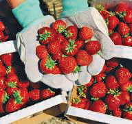 Picking Strawberries Chuck hires 11 people to pick strawberries from his field. He agrees to pay them $1.50 for each quart they pick. Estimate the total amount of money he will have to pay if each person picks 8 quarts.