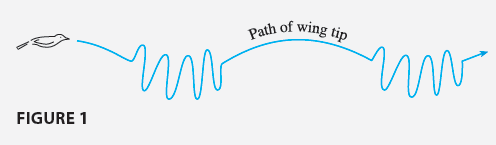 Small birds like finches alternate between flapping their wings and keeping them folded while
gliding (see Figure 1). In this project we analyze this phenomenon and try to determine how
frequently a bird should flap its wings. Some of the principles are the same as for fixed-wing
aircraft and so we begin by considering how required power and energy depend on the speed of
airplanes.