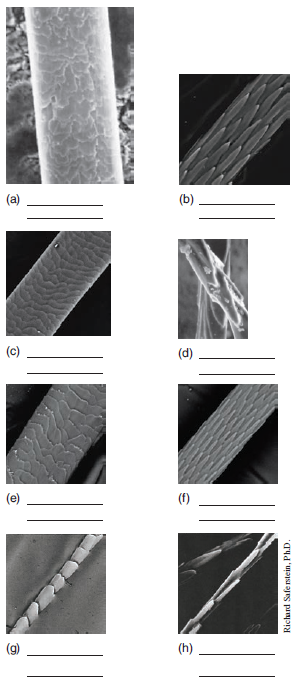 The most common scale patterns found on hairs are generally classified as coronal, spinous, and imbricate. Examine the scale casts of animal hairs shown here and indicate the scale pattern of each.