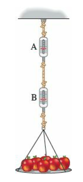 Two springs are connected in series so that spring scale A hangs from a hook on the ceiling and a second spring scale, B, hangs from the hook at the bottom of scale A. Apples weighing 120 N hang from the hook at the bottom of scale B. What are the readings on the upper scale A and the lower scale B? Ignore the weights of the ropes and scales.
