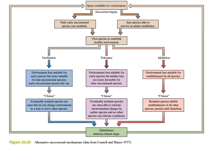 What is the role of disturbance in the Connell and Slatyer succession model (see fig. 20.20)?
Figure 20.20: