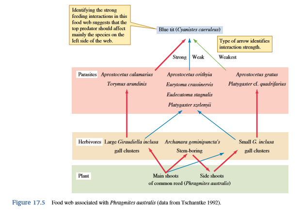 What was the primary way by which Tscharntke simplified the food web representing the interactions of blue tits and feeding on insects living on the wetland reed Phragmites australis (see fig. 17.5)?
Figure 17.5:
