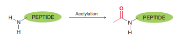 When the N terminus of a peptide is acetylated, the peptide derivative that is formed is unreactive toward phenyl isothiocyanate. Explain.