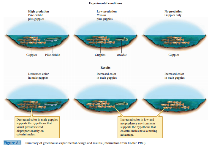 Why did John Endler take great care to put the same colors of gravel in the same proportions into all of his greenhouse ponds (see fig. 8.5)?
Figure 8.5: