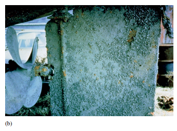 Why do many populations of exotic species, such as zebra mussels in the Great Lakes (see fig. 3.41b) or Eurasian collared doves in Europe, often grow at exponential rates for some time following their introductions into a new environment?
Figure 3.41b: