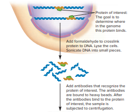 Why is an antibody used in this experiment?
From figure 24.2: