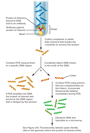 Why is an antibody used in this experiment?
From figure 24.2:
